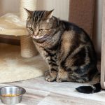 Cara Mengatasi Agar Kucing Mau Makan Kering (Dry Food) dan Basah (Wet Food) 2023