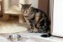Cara Mengatasi Agar Kucing Mau Makan Kering (Dry Food) dan Basah (Wet Food) 2023