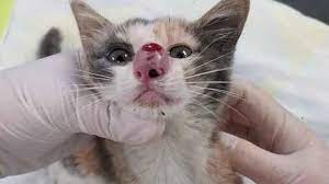 Cara Mengatasi Hidung Kucing Tersumbat Beserta Penyebabnya 2023