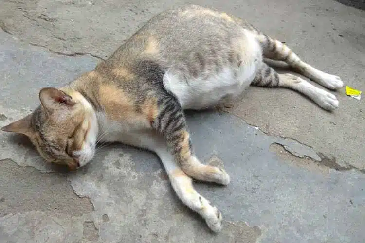 Cara Mengatasi Kucing Hamil Tidak Mau Makan