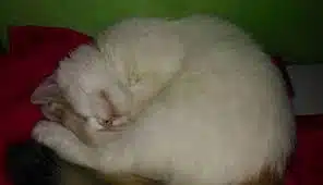 Cara Mengatasi Kucing Kejang Kejang jauhkan dari benda berat