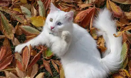 Cara Mengatasi Kucing Kejang Kejang