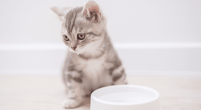 Cara Mengatasi Kucing Tidak Mau Minum