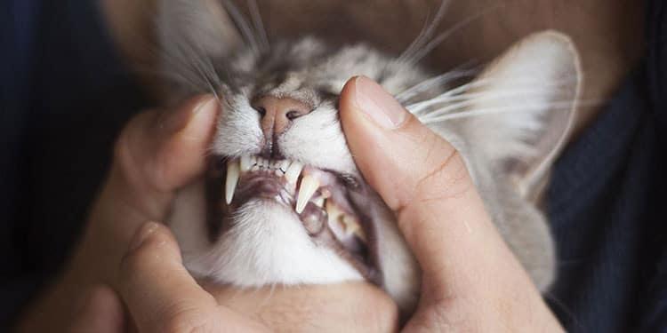 Cara Mengobati Gigi Kucing Patah
