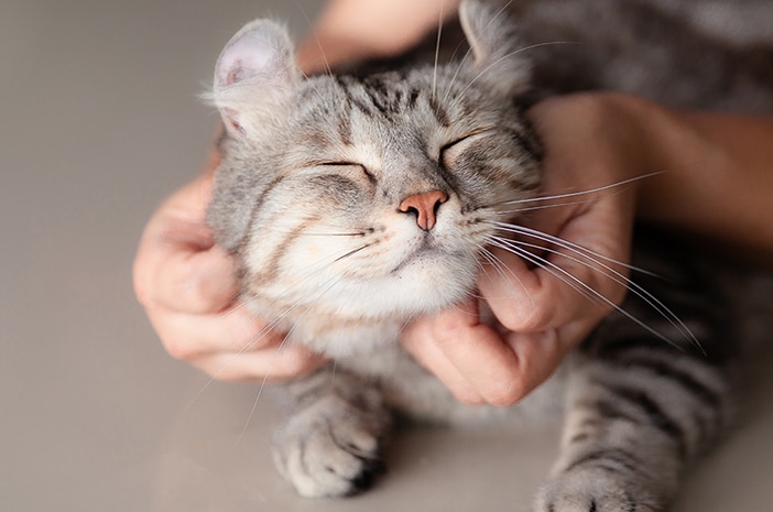 Cara Mengobati Hidung Kucing Jamuran