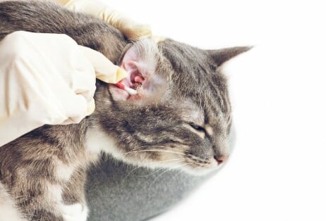 Cara Mengobati Infeksi Telinga Kucing