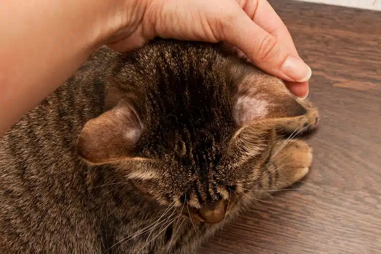 Cara Mengobati Kurap Pada Kucing