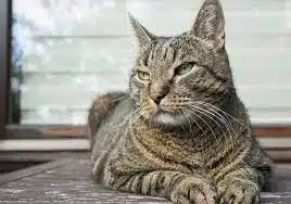 Cara Merawat Kucing Kampung Gemuk