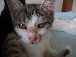 Ciri-Ciri Hidung Kucing Jamuran