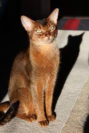 Ciri-Ciri Sifat Karakteristik Kucing Abisinia