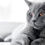 Ciri Sifat Karakteristik Kucing Malta Beserta Harganya 2023