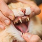 Gigi Kucing Copot Penyebab, Tanda-Tanda Dan Cara Mengatasinya Dengan Mudah 2023