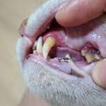 Gigi Kucing Patah Jenis, Tanda dan Cara Mengobati Serta Mencegahnya 2023