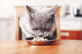 Hal yang Perlu Diperhatikan saat Memberi Makan Kucing