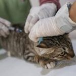 Harga Suntik Rabies Kucing Beserta Manfaat dan Tempat Vaksin Anabul 2023