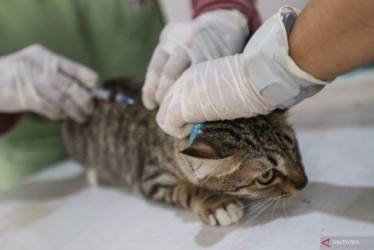 Harga Vaksin F3 Kucing
