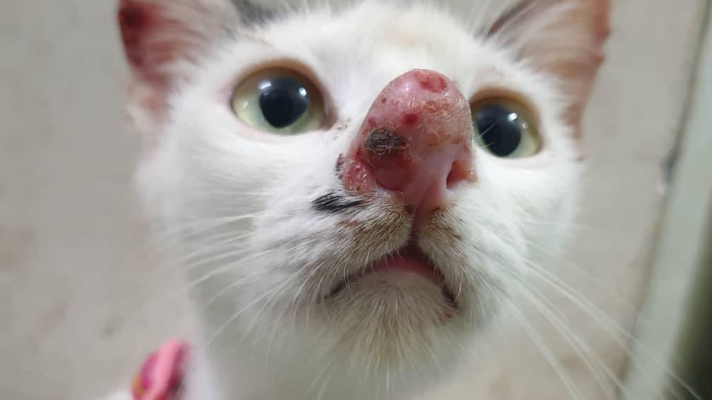 Hidung Kucing Tersumbat