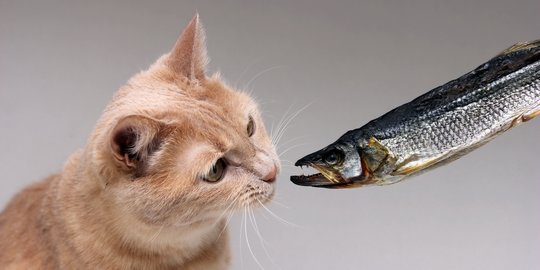 Ikan Makanan Kucing