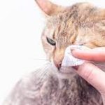 Infeksi Mata Kucing Merah Ini Penyebab dan Cara Mengatasinya 2023