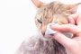 Infeksi Mata Kucing Merah Ini Penyebab dan Cara Mengatasinya 2023
