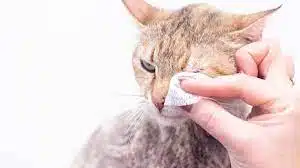 Infeksi Mata Kucing Merah Ini Penyebab dan Cara Mengatasinya 2025