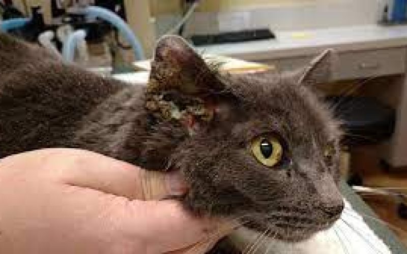 Infeksi Telinga Kucing: Penyebab, Gejala dan Cara Mengobatinya 2023