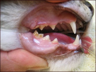 Jenis Gigi Pada Kucing