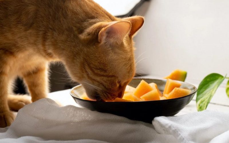 Jenis Makanan Alami Untuk Kucing Mencret Paling Baik Agar Cepat Sembuh 2023
