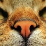Kenapa Hidung Kucing Basah Ini Penyebab dan Cara Mengobatinya 2023