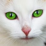 Kenapa Hidung Kucing Pucat Ini Alasan Penyebab dan Cara Mengatasinya 2023