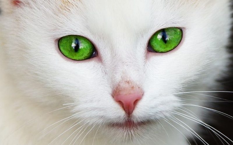 Kenapa Hidung Kucing Pucat? Ini Alasan Penyebab dan Cara Mengatasinya 2023