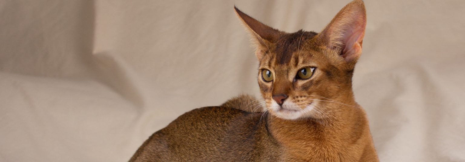 Jenis Ras 5 Ciri-Ciri Sifat Karakteristik Kucing Abisinia, Jenis Ras Anabul ...