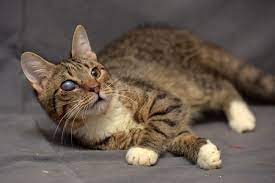 Kucing Buta Warna