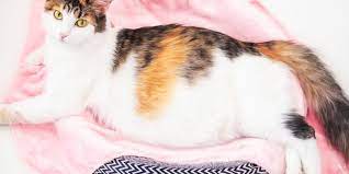 Kucing Hamil Tidak Mau Makan Ini Penyebab dan Cara Mengatasinya 2025