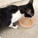 Kucing Minum Minyak Goreng Begini Cara Atasi Agar Tidak Menimbulkan Masalah Pada Kesehatan 2023