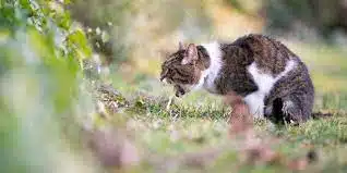 Kucing Muntah Makanan Utuh Begini Penyebab, Cara Mengatasi dan Mengobatainya 2025