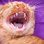 Kucing Sakit Gigi Penyebab, Gejala, Cara Mengobati dan Mencegahnya 2023