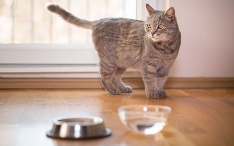 Kucing Tidak Mau Minum? Ini Penyebab dan Cara Mengatasinya Paling Mudah 2023