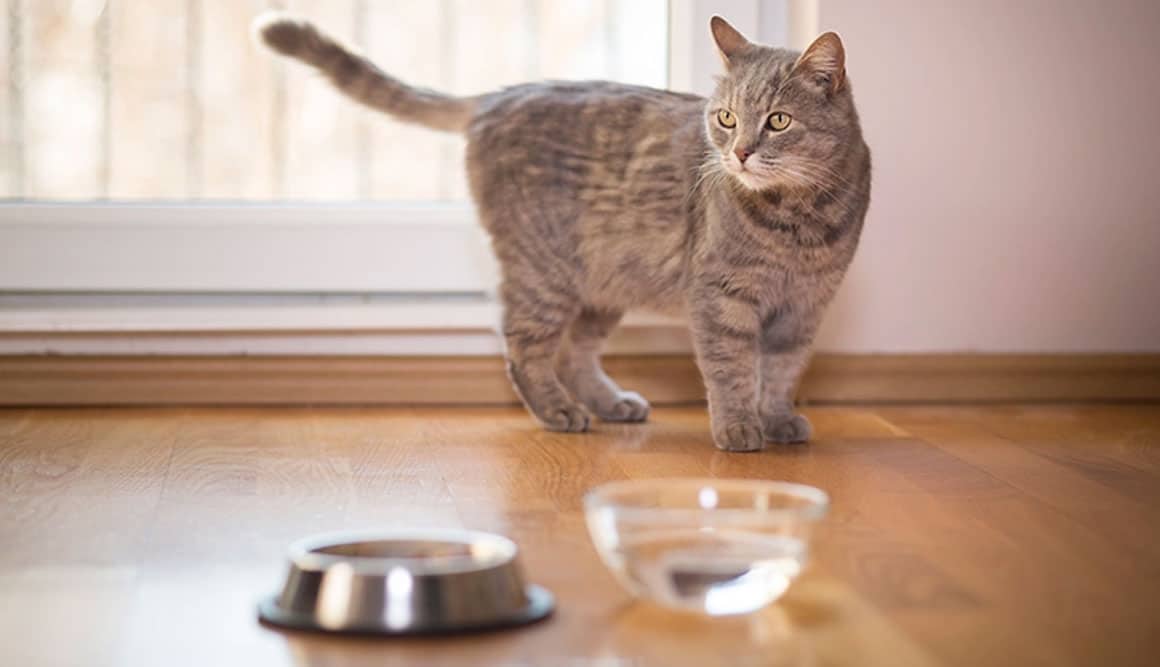 Kucing Tidak Mau Minum Ini Penyebab dan Cara Mengatasinya Paling Mudah 2023