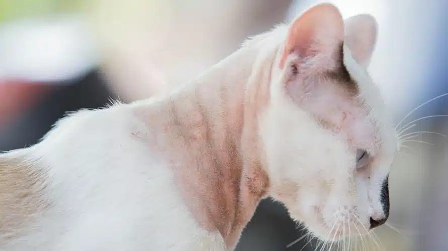 Kurap Pada Kucing Penyebab dan Cara Mengobatinya 2023