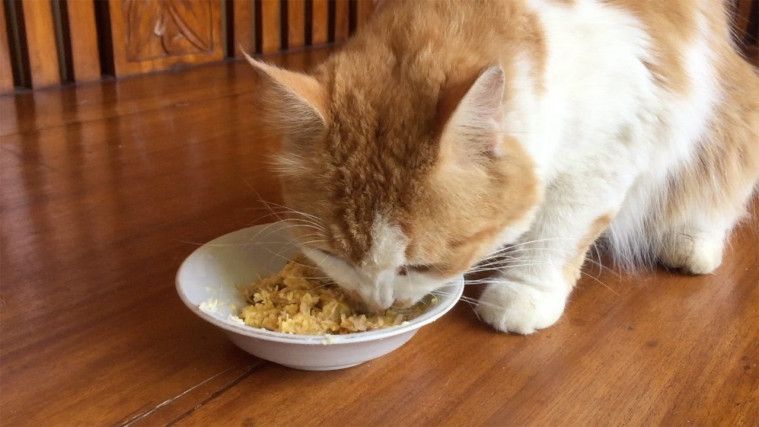 Makanan Alami Untuk Kucing Mencret