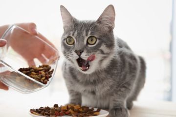 Makanan Untuk Kucing Kencing Berdarah