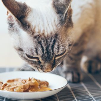 Makanan Yang Baik Untuk Kucing Mencret