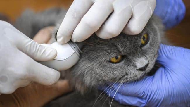 Manfaat Vaksin F4 Kucing