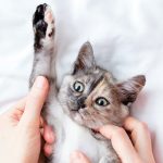 Mengapa Hidung Kucing Hitam Ini Alasan Penyebab dan Cara Mengatasinya 2023