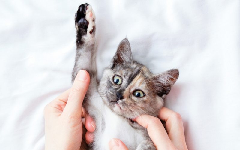 Mengapa Hidung Kucing Hitam? Ini Alasan Penyebab dan Cara Mengatasinya 2023