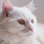 Mengenali Kucing Hidung Mancung Jenis Persia Jarang Diketahui Oleh Semua Orang 2023