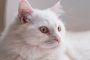 Mengenali Kucing Hidung Mancung Jenis Persia Jarang Diketahui Oleh Semua Orang 2023