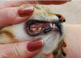 Penyebab Gusi Kucing Merah