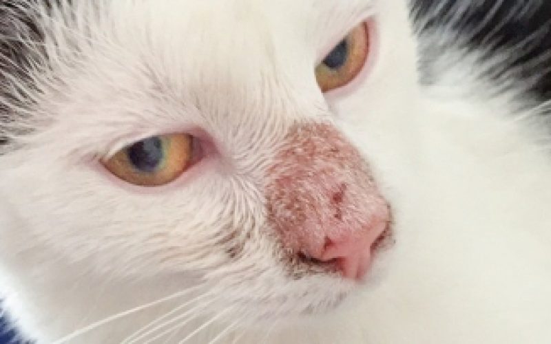 Penyebab Hidung Kucing Jamuran Beserta Cara Mengobatinya 2023